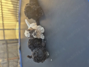 Cațeluși bichoni. - imagine 5