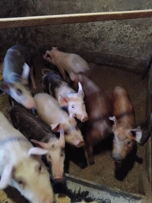 vand purcei  - imagine 2