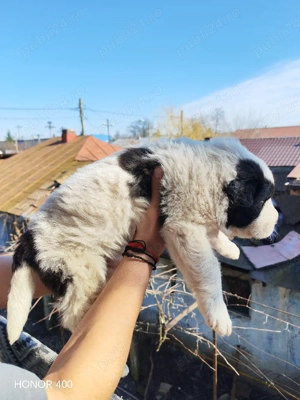 Vand pui Ciobanesc Bucovina - imagine 2