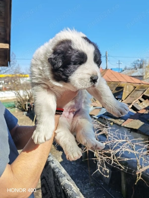 Vand pui Ciobanesc Bucovina - imagine 3