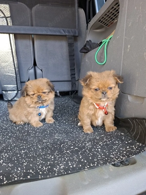 Pechinezi băiat și fetiță