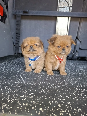 Pechinezi băiat și fetiță - imagine 2