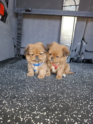 Pechinezi băiat și fetiță - imagine 3