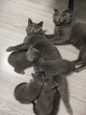 Cine vrea o ghemotoacă de iubire în casă?  (Craiova) - imagine 4