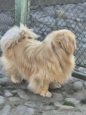 Pechinez cauta partenera