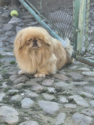 Pechinez cauta partenera - imagine 3