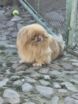 Pechinez cauta partenera - imagine 2