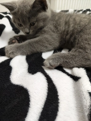 Cine vrea o ghemotoacă de iubire în casă?  (Craiova) - imagine 2