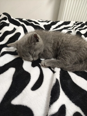 Cine vrea o ghemotoacă de iubire în casă?  (Craiova) - imagine 3