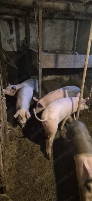 vand soldani - imagine 2