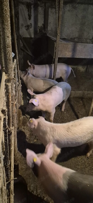 vand soldani - imagine 3