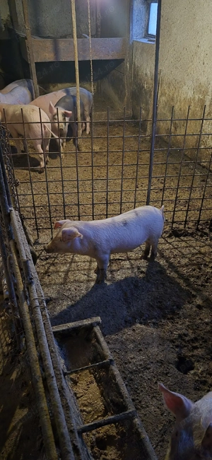 vand purcei - imagine 2