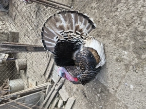 vînd curcan de 2 ani - imagine 4