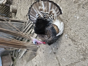 vînd curcan de 2 ani - imagine 3