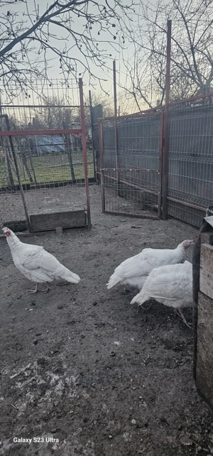 Vând curci albe - imagine 2