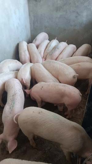 vand purcei  - imagine 2