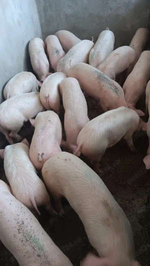 vand purcei  - imagine 3