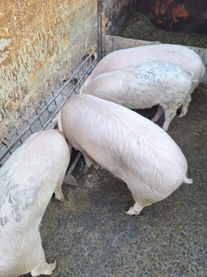 Șoldani de vînzare