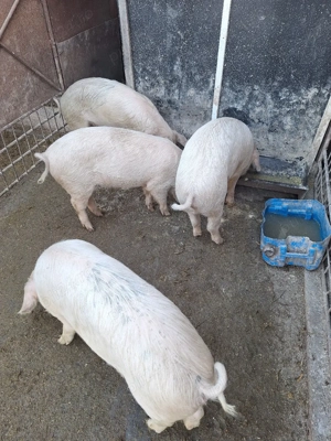 Șoldani de vînzare - imagine 2