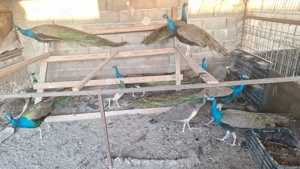 vând păuni comuni  - imagine 2