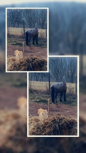 în Târgu Mureș  - imagine 3