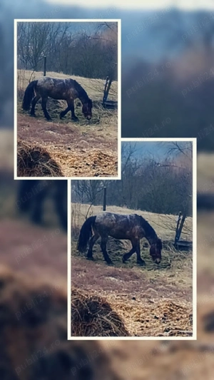 în Târgu Mureș  - imagine 4