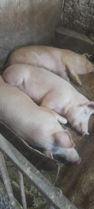 Vînd porcii - imagine 2