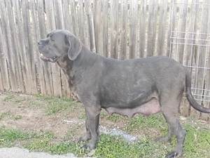 Vând femelă Cane Corso blue
