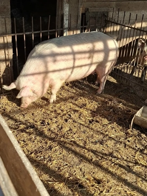 vind purcea aproximativ 220 kg