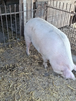 vind purcea aproximativ 220 kg - imagine 3