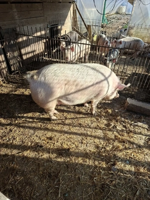 vind purcea aproximativ 220 kg - imagine 2