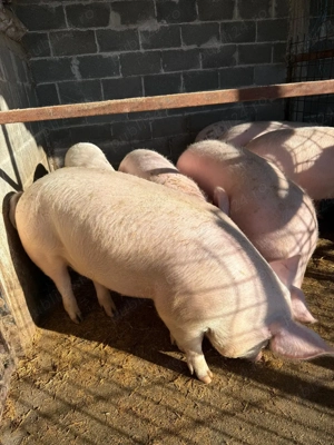 Scroafe de reproducție porci de proțap  la 50 ;80;90;100,120,130kg marele alb cu landras