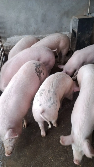 Scroafe de reproducție porci de proțap  la 50 ;80;90;100,120,130kg marele alb cu landras - imagine 5