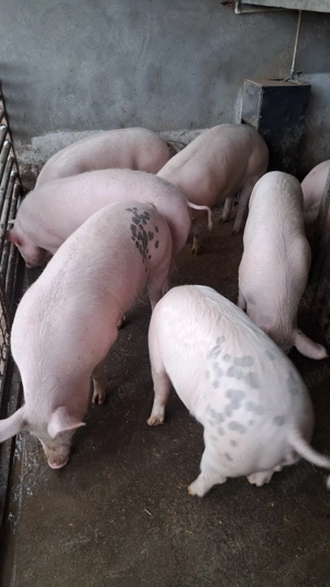 Scroafe de reproducție porci de proțap  la 50 ;80;90;100,120,130kg marele alb cu landras - imagine 3