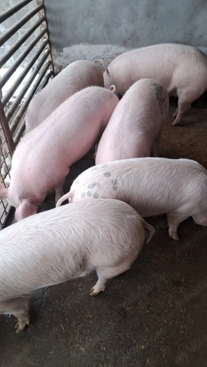 Scroafe de reproducție porci de proțap  la 50 ;80;90;100,120,130kg marele alb cu landras - imagine 4