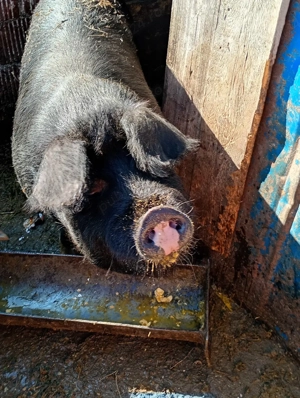 vând porc gras - imagine 2