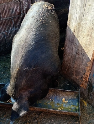 vând porc gras - imagine 3