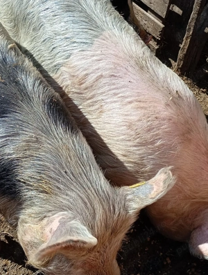 vând grăsuni  - imagine 2