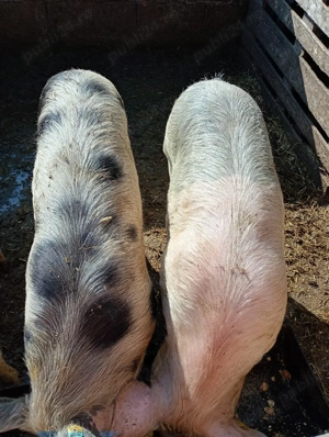 vând grăsuni  - imagine 3