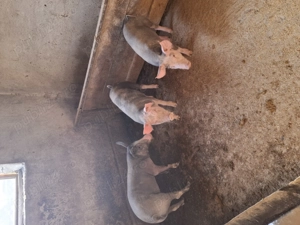 Vând șoldani castrați și deparazitați  - imagine 4