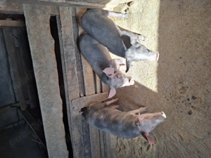 Vând șoldani castrați și deparazitați  - imagine 5