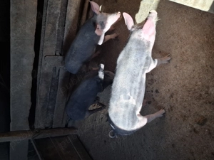 Vând șoldani castrați și deparazitați  - imagine 3