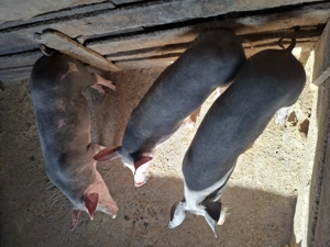 Vând șoldani castrați și deparazitați  - imagine 2