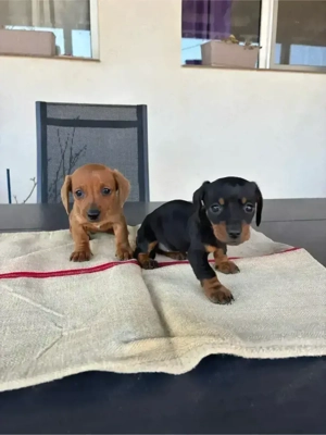 căței teckel - imagine 2