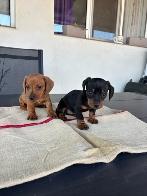 căței teckel - imagine 5