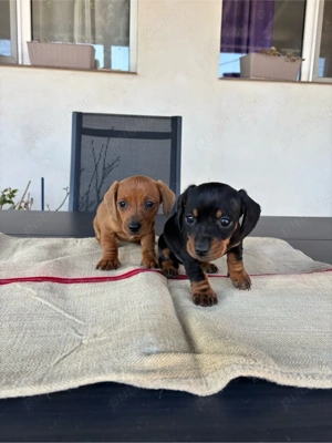 căței teckel - imagine 3