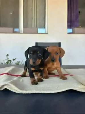 căței teckel - imagine 4