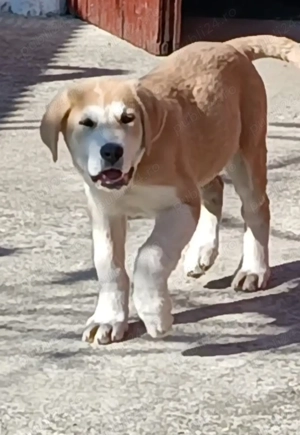 Ciobanesc asia centrala  - imagine 5