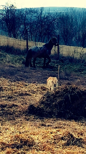 în Târgu Mureș  - imagine 5