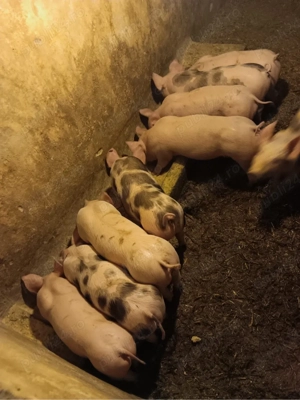 porci de vanzare  - imagine 2